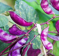 Purple Moon Hyacinth Bean Seeds - Climbing Vine, Edible & Ornamental, Lablab purpureus, 10+ Seeds