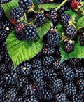 Triple Crown Blackberry Plants 5 Pack Thornless Edible Fruit Rubus fruticosus for Home Garden