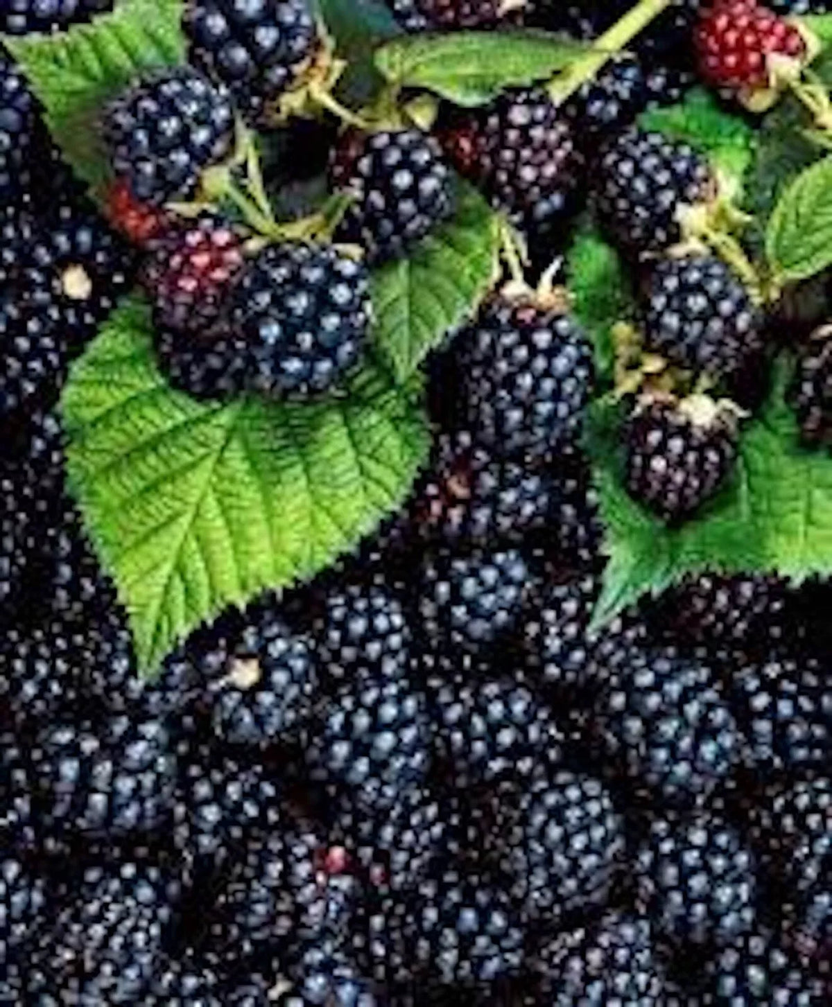 Triple Crown Blackberry Plants 5 Pack Thornless Edible Fruit Rubus fruticosus for Home Garden