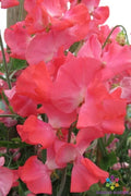 San Francisco Semi-Dwarf Sweet Pea Seeds - 50+ Pack, Edible Garden, Fragrant Flowers, Lathyrus odoratus, Annual Flower