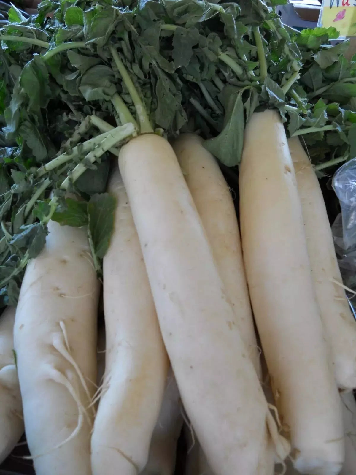Daikon Radish Seeds - Organic Heirloom Japanese Minowase Raphanus sativus