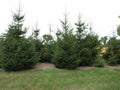 Live Bare Root European Spruce Tree 18-24 Inches Picea abies for Landscaping, Garden, Privacy Screen