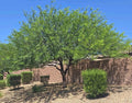 Hybrid Mesquite Tree Pods - 9 Fresh Seeds Neltuma x Drought-Resistant for Landscaping and Restoration