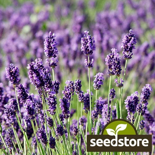 Munstead Lavender Seeds | Heirloom Non-GMO Herb Seeds | Lavandula angustifolia | Aromatic Perennial for Gardens