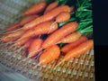 Carrot Seeds 200 Count for Baby Carrots Daucus carota Organic Heirloom Variety