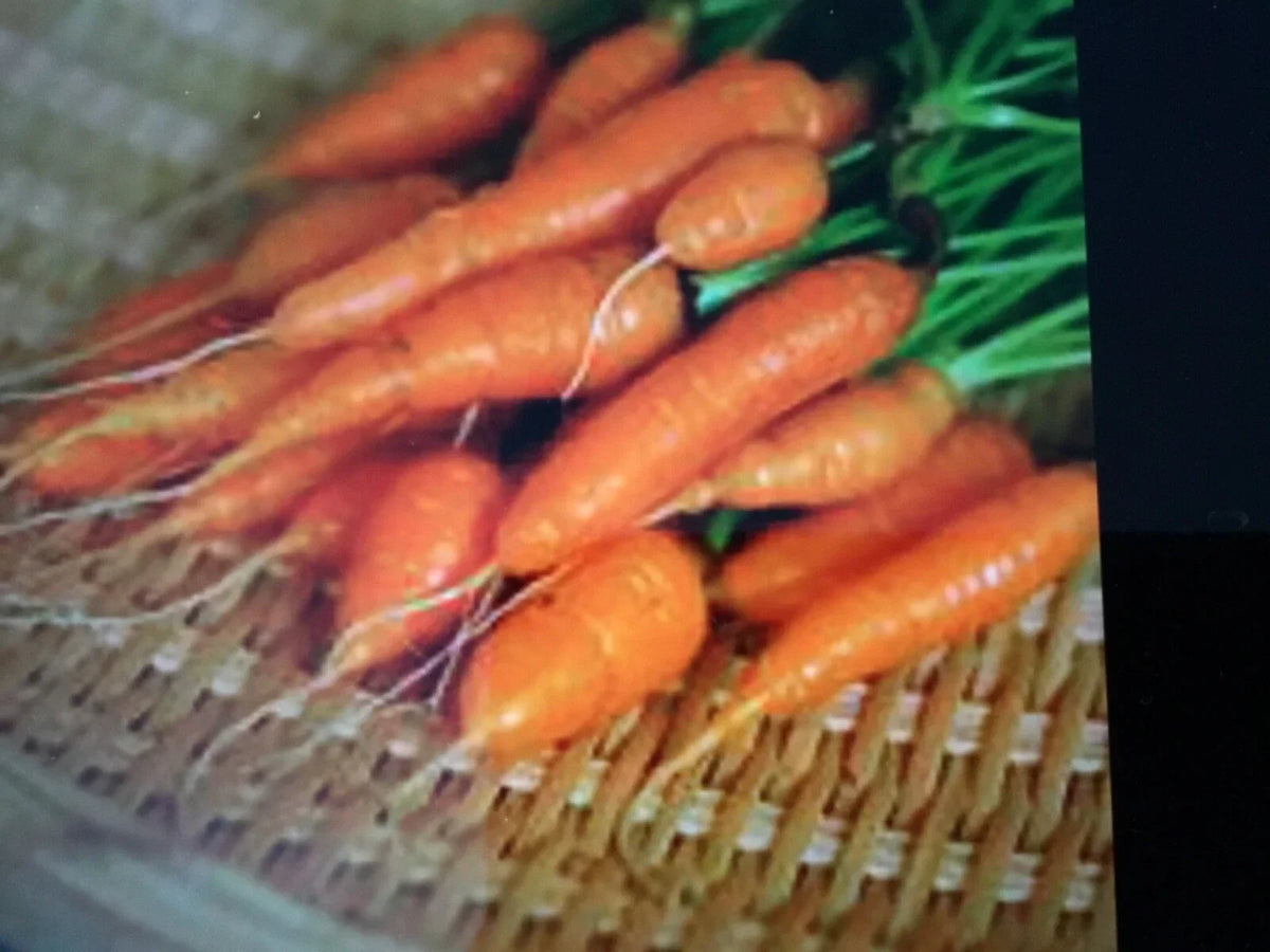 Carrot Seeds 200 Count for Baby Carrots Daucus carota Organic Heirloom Variety