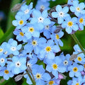 Forget Me Not Seeds – 500 Organic Myosotis spp. Blue Flowers for Borders & Containers, Non-GMO, USA Grown