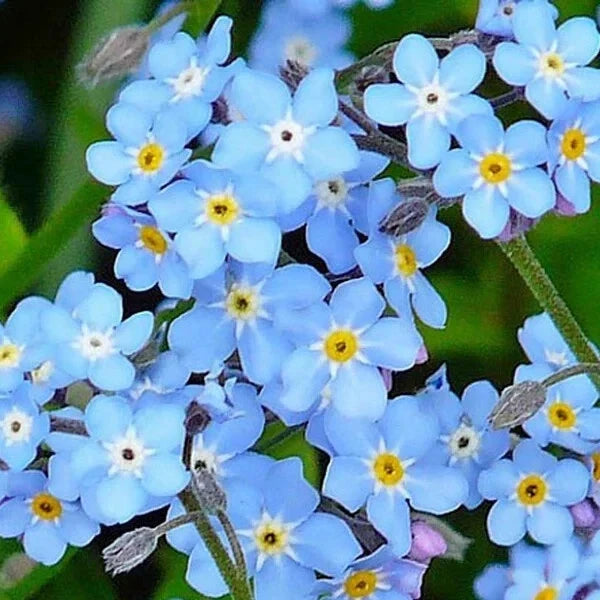 Forget Me Not Seeds – 500 Organic Myosotis spp. Blue Flowers for Borders & Containers, Non-GMO, USA Grown