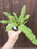 Boston Sword Fern Live Plant Bare Root – Nephrolepis exaltata – Indoor/Outdoor Fern with Vibrant Green Foliage