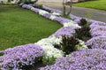 Creeping Phlox Bundle of 6 Bare Root Plants | Lavender & White Ground Cover | Deer-Proof, Phlox subulata