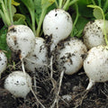 Hailstone White Globe Radish Seeds - Non-GMO, Heirloom, Raphanus sativus, Crisp, White, Fast-Growing, Garden & Container Planting