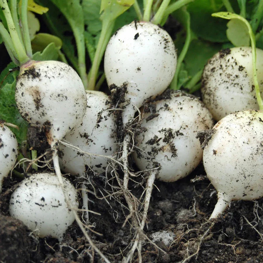 Hailstone White Globe Radish Seeds - Non-GMO, Heirloom, Raphanus sativus, Crisp, White, Fast-Growing, Garden & Container Planting
