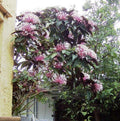Shooting Star Starter Plant - Clerodendrum Quadriloculare Starburst Live Potted Houseplant