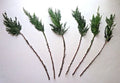 Leyland Cypress Cuttings - 15 Fresh Rooting Cuttings for Hedges, Screens, Windbreaks | Cupressocyparis leylandii