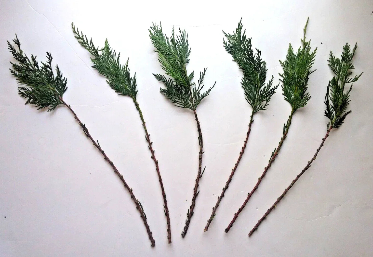 Leyland Cypress Cuttings - 15 Fresh Rooting Cuttings for Hedges, Screens, Windbreaks | Cupressocyparis leylandii