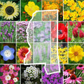 Wildflower Seed Mix - 1000 Non-GMO Seeds - Mississippi State Flower Perennials & Annuals for Pollinator Gardens