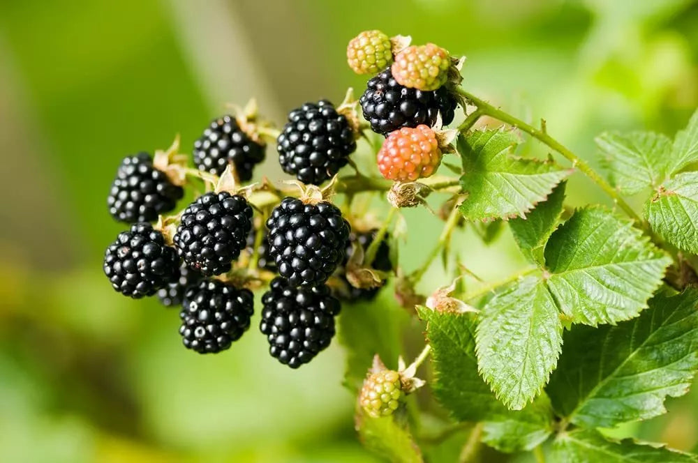 Wild Blackberry Seeds 200 Non-GMO Rubus fruticosus Organic Gardening, Home Planting, Berry Harvest