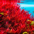 Rotala Vietnam H'Ra Live Aquatic Plant Bundle for Aquarium or Pond – Easy Care, Lush Green Growth, Vibrant Colors, Rotala sp.