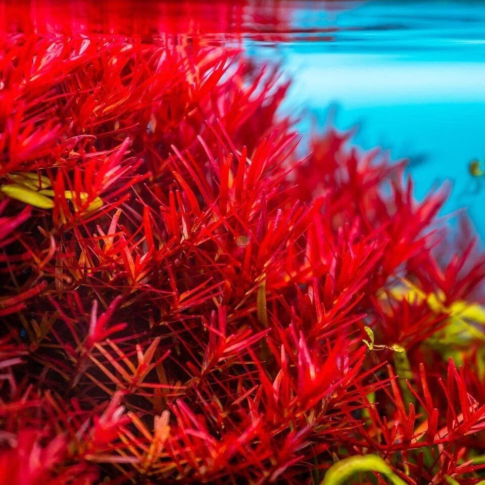 Rotala Vietnam H'Ra Live Aquatic Plant Bundle for Aquarium or Pond – Easy Care, Lush Green Growth, Vibrant Colors, Rotala sp.