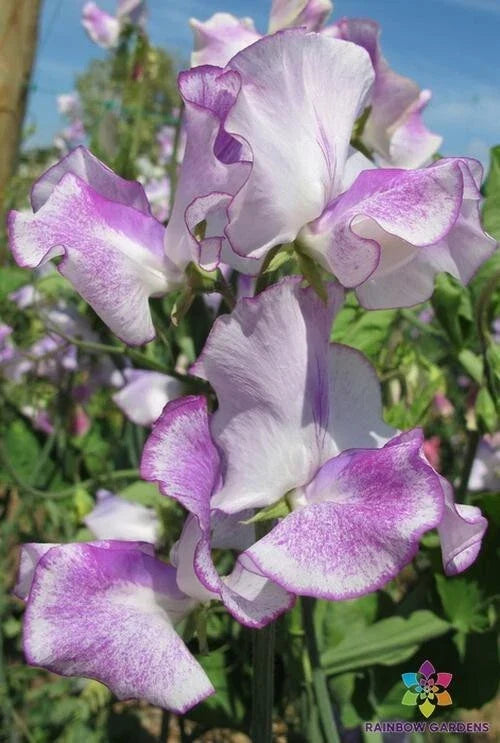 Sir Jimmy Shand Sweet Pea Seeds - 50 Pack, Pink & Lavender Fragrant Blooms, Lathyrus odoratus, Climbing Annual Vine