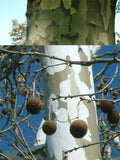 American Sycamore Seeds - 20-100 Pack - Native Tree for Landscaping & Reforestation - Platanus occidentalis