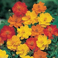 Cosmos Seeds 1000 Pack - Bright Lights Mix - Yellow, Orange, Red - Cosmos sulphureus Flower Seeds