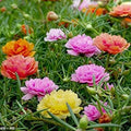 Double Mix Moss Rose Seeds - Portulaca grandiflora Perennial Flower Seeds, 100 Pack, Drought-Tolerant, Full Sun, Garden & Container