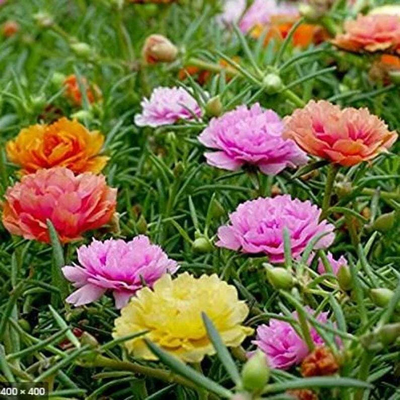 Double Mix Moss Rose Seeds - Portulaca grandiflora Perennial Flower Seeds, 100 Pack, Drought-Tolerant, Full Sun, Garden & Container