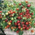 Tiny Tim Tomato Seeds - Heirloom Non-GMO Cherry Tomato Seeds for Containers - Solanum lycopersicum