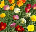 California Poppy Mix Seeds - 300+ Annual Flower Seeds in Orange, Purple, White - Eschscholzia californica