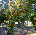 Tejocote Manzanita Hawthorn Seeds - 5+ Berry Tree, Crataegus mexicana, Small Apple-Like Berries, Drought-Tolerant, Ornamental Garden Plant