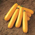 Golden Zucchini Seeds - Heirloom Cucurbita pepo Vegetable for Home Garden & Container Planting