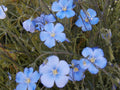 Flax Seeds 1000 Count - Blue Perennial Flower Seeds - Linum usitatissimum - Garden Planting Bulk Pack