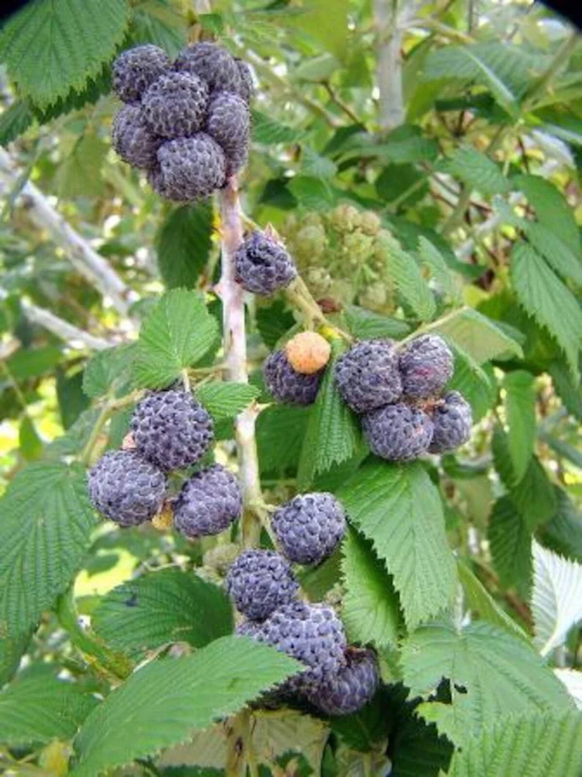 Black Raspberry Plant Bare Root Starter 4-10" Mysore Rubus Niveus Edible Fruit USDA Zones 9-11
