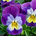 Wildflower Seeds - Johnny Jump Up Viola tricolor Seed Packet for Gardens & Pollinators