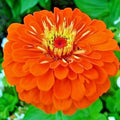 Orange Zinnia Seeds - 301+ Annual Cut Flowers for Garden & Bouquets - Zinnia elegans