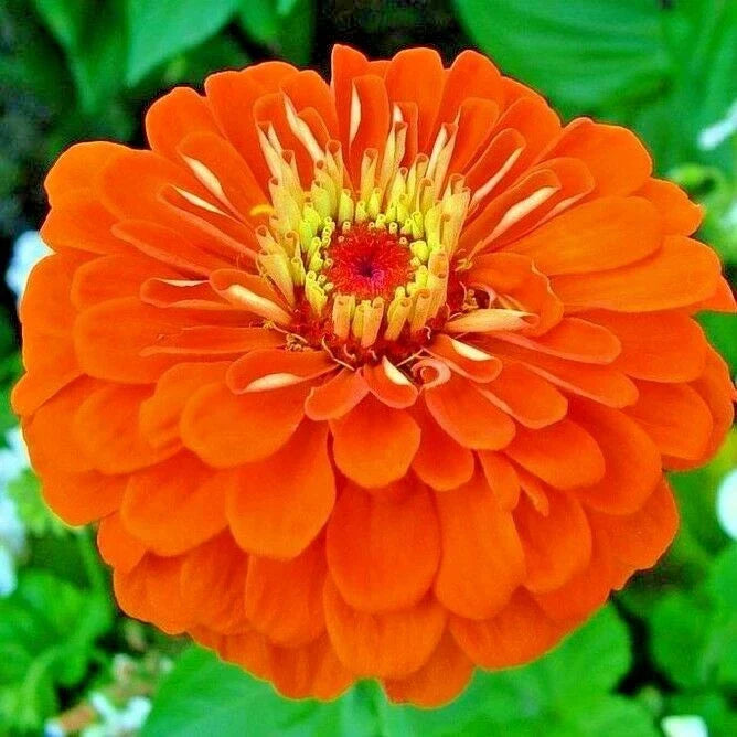 Orange Zinnia Seeds - 301+ Annual Cut Flowers for Garden & Bouquets - Zinnia elegans