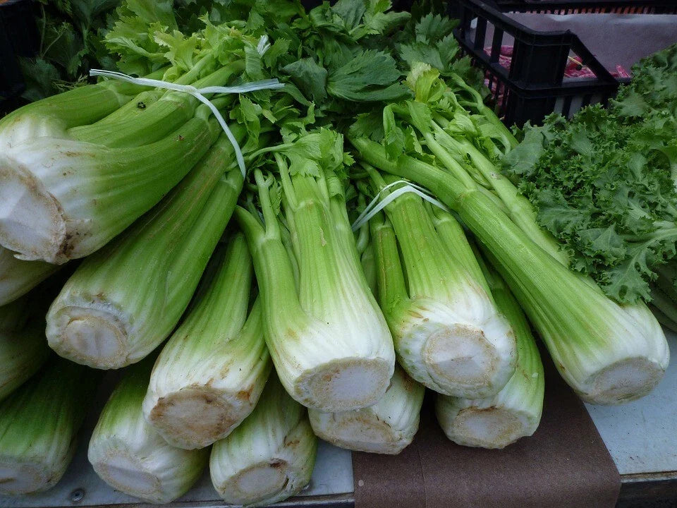 Celery Seeds 2500 Count - Tall Utah Variety Apium graveolens for Gardening and Cooking