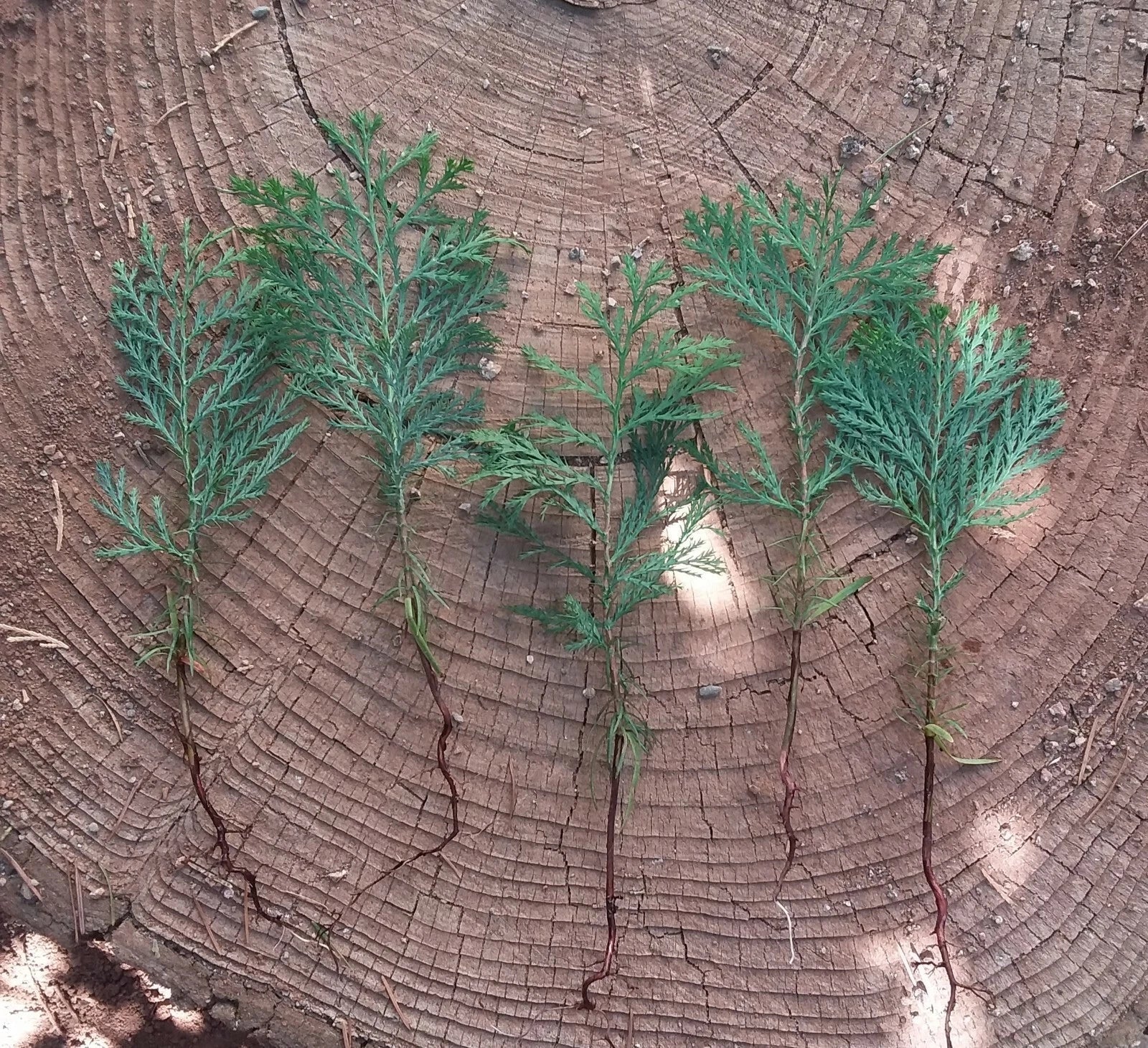 Incense Cedar Tree Seedlings - 5 Bare Root Plants - Calocedrus decurrens - Native, Fast-Growing, Ornamental Landscaping