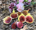 Live Fig Trees Potted 8 Cold Hardy Varieties Ficus carica for Home Gardens & Outdoor Planting