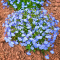 Lobelia Seeds 100 Pack - Cambridge Blue Annual Flower Seeds - Lobelia erinus for Containers & Borders