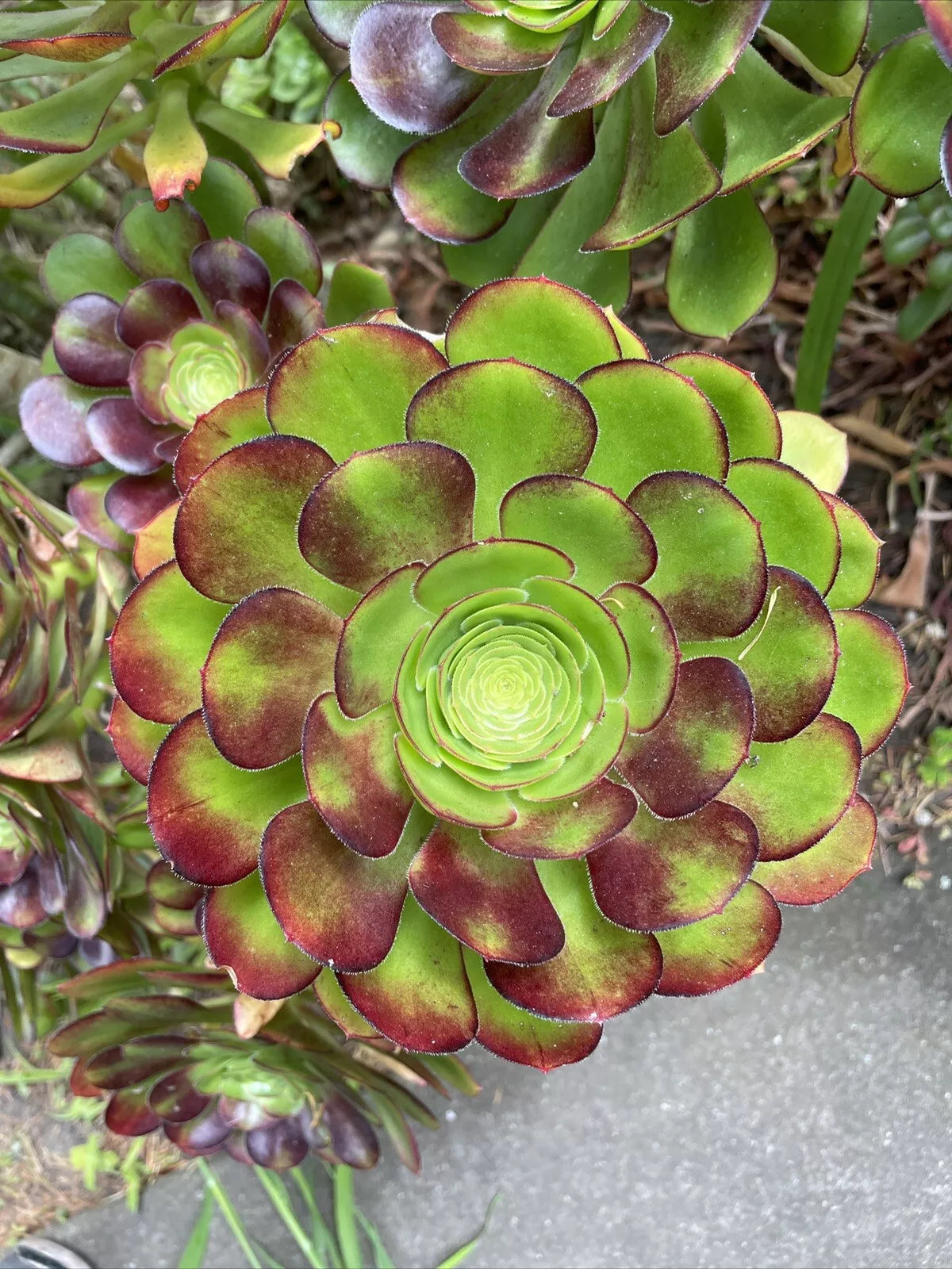 Big Rose Aeonium Succulent Cuttings - 6-8" Wide Red Tip Variety - Rosette-Shaped Succulent Plant Propagation