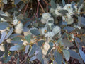 Eucalyptus Seeds - 50 Perennial Tree Seeds - Moot Eucalyptus spp. - Fast-Growing, Fragrant Foliage, Pollinator Attracting