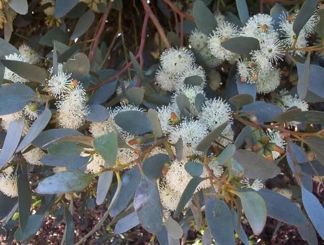 Eucalyptus Seeds - 50 Perennial Tree Seeds - Moot Eucalyptus spp. - Fast-Growing, Fragrant Foliage, Pollinator Attracting