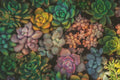 Succulent Seeds Mix - 100 Echeveria Species - Rosette-forming Succulents for Gardening & Indoor Plants