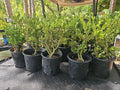 Japanese Boxwood Bonsai Tree - Mame Dwarf Buxus microphylla, 17" Tall Indoor Outdoor Plant
