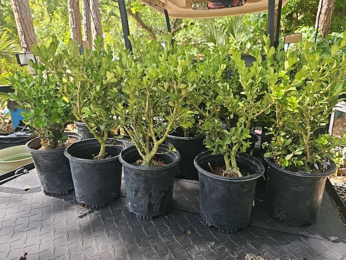 Japanese Boxwood Bonsai Tree - Mame Dwarf Buxus microphylla, 17" Tall Indoor Outdoor Plant