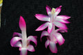 Christmas Cactus Starter Plant - Proud Mary Schlumbergera Truncata Well-Rooted Indoor or Outdoor Plant