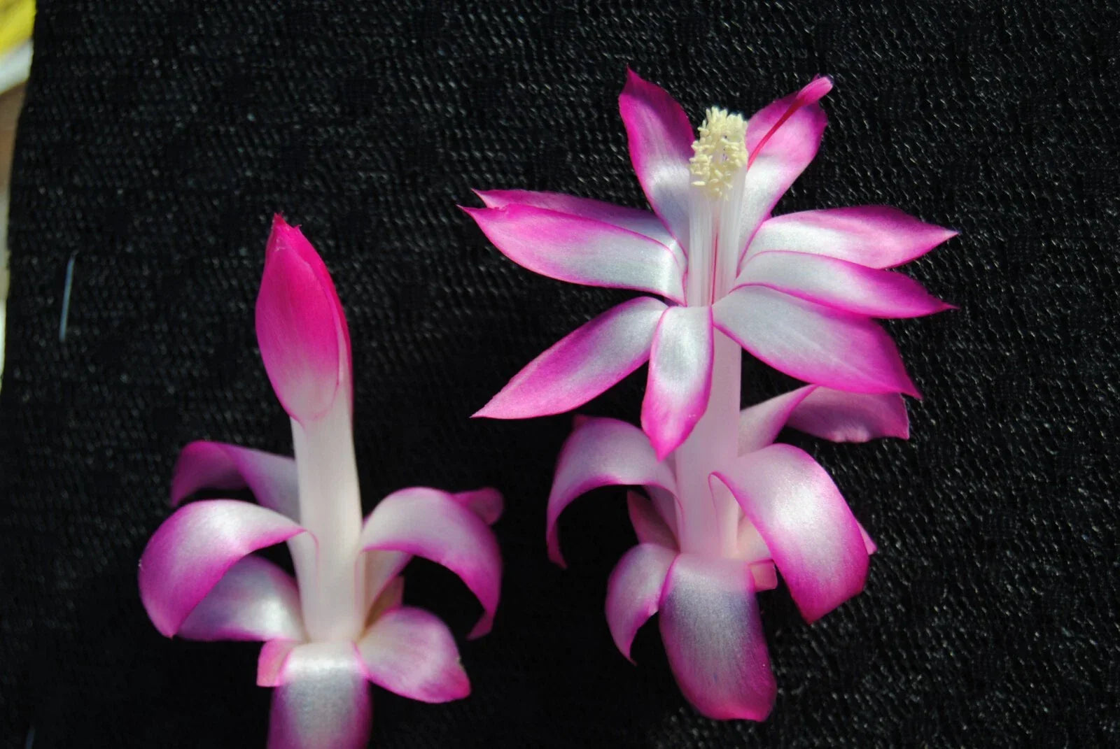 Christmas Cactus Starter Plant - Proud Mary Schlumbergera Truncata Well-Rooted Indoor or Outdoor Plant