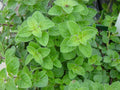 Italian Oregano Herb Seeds - 1000+ Non-GMO Seeds for Planting, Aromatic Culinary Herb, Origanum vulgare